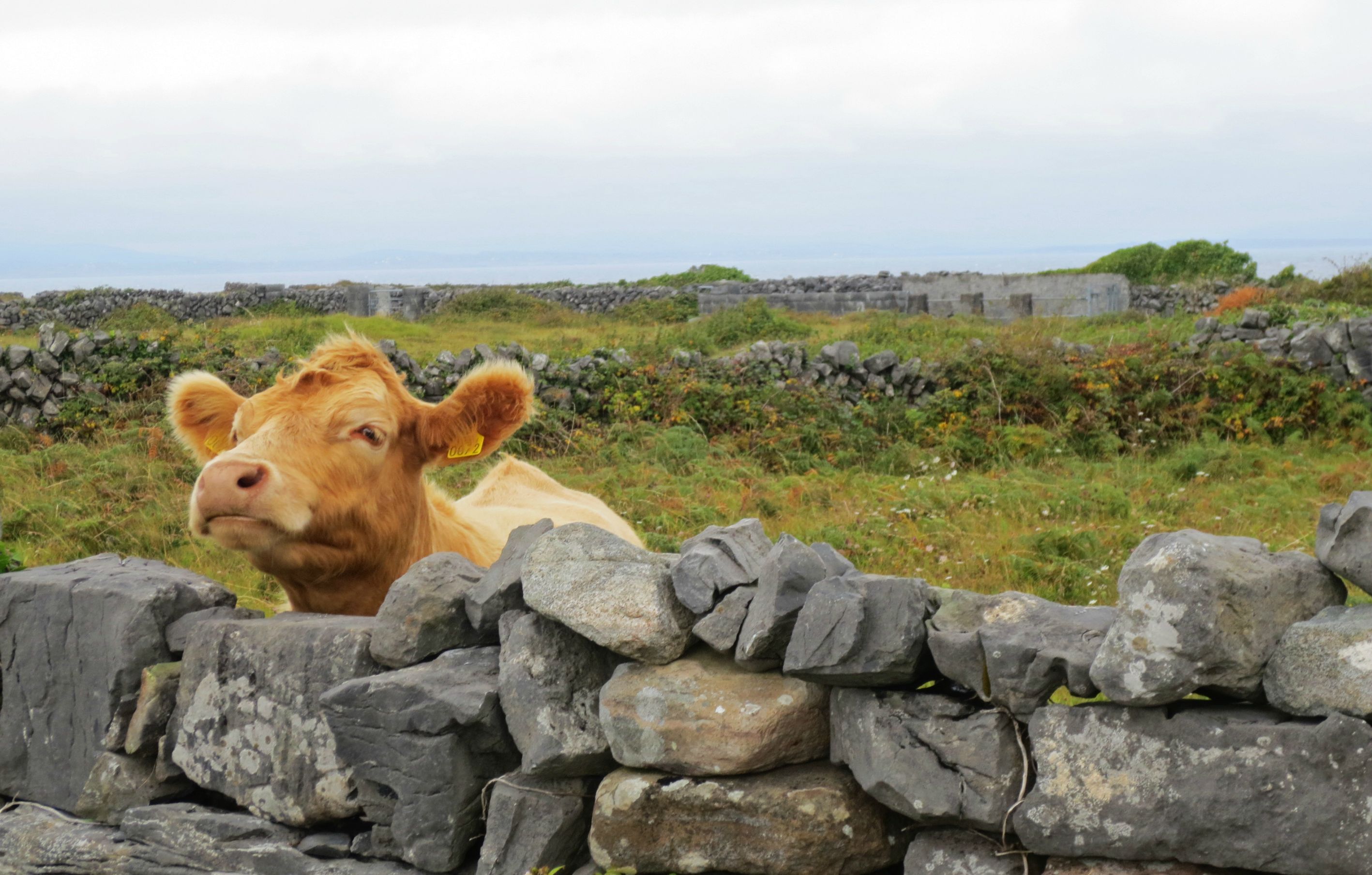 Calf looking over wall pic